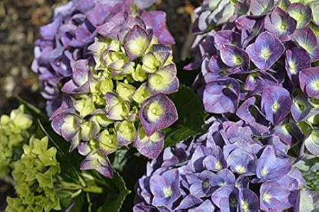 Hydrangea Jip Blue 15cm Pot Size Amazon Co Uk Garden Outdoors
