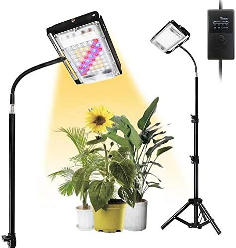 How To Care For A Ficus Lyrata