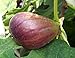 Little Ruby Fig Plant - 4" Pot