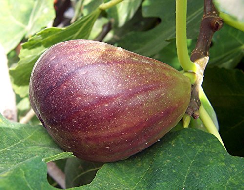 Little Ruby Fig Plant - 4