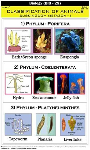 Jagruti Classification of Animals Subkingdom Metazoa-I Educational Wall Chart