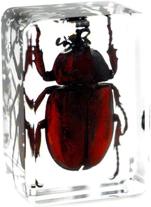 WEIUR Real Insect Specimen Paperweight Resin Taxidermy Allomyrina Dichotoma Linnaeus Coleoptera Cicindela Chinenesis
