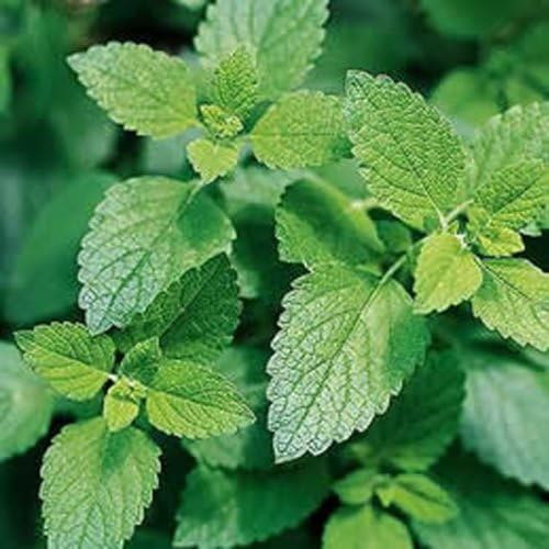 30 Lemon Mint Seeds Chinese Herbal Medicine Planting Seeds