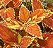 Freckles Coleus Seeds 150 Seeds Upc 650327337039 + 1 Free Plant Marker