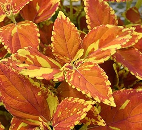 Freckles Coleus Seeds 150 Seeds Upc 650327337039 + 1 Free Plant Marker Freckles Coleus Seeds 150 Seeds Upc 650327337039 + 1 Free Plant Marker
