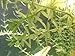 New Anacharis Egeria Elodea Densa Tropical Live Aquarium Aquatic Plant BUY2 +1 Free