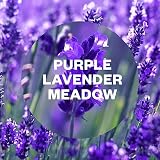 Air Wick Purple Lavender Meadow Freshmatic Auto Spray Refill 250ml Pack of 4 view 2