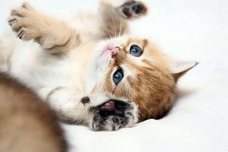 Amazon Co Jp 特大 ポスター 子猫生姜赤ちゃんうそ 壁紙ウォールステッカーポスター 594x4mm Generic Amazon Co Jp 特大 ポスター 子猫生姜赤ちゃんうそ 壁紙ウォールステッカーポスター 594x4mm Generic