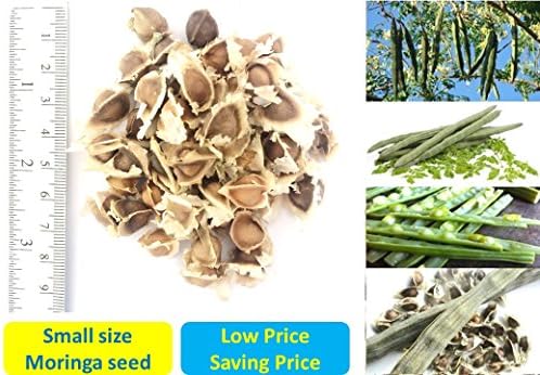 Small Size 500 seeds of Organic Dried Moringa Oleifera seeds Herbal Herb Dietary supplement