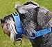 Dog Head Collar Halter Blue 5 Sizes (M: 8.25