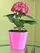 Window Garden Aquaphoric Self Watering Planter (7”) + Fiber Soil = Foolproof Indoor Garden. Decorative Planter Pot for House Plants, Flowers, Herbs, Violets, Succulents. Easy Looks Great.