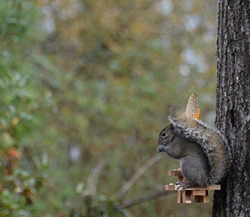Amazon Com Picnic Table Squirrel Feeder Garden Outdoor