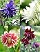 Barlow Mix Columbine 40 Seed-Aquilegia- Shade Perennial