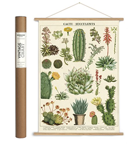Cavallini Papers & Co., Inc. VPK/SUC Vintage Succulents Vintage Wall
Décor