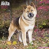 Akita Calendar - Dog Breed Calendars - 2019 - 2020 Wall Calendars - 16 Month by Avonside (Multilingu by