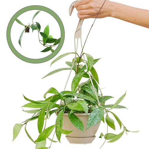 Hoya Silver Splash Starter Plant
