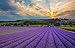 Lavande Sur Terre 1 Lbs French Dried Lavender Buds - Lavandula Dentata, 16 oz Value Pack - Highland Lavender Flower Buds for Culinary, DIY Projects, and Aromatherapy, LV-U-3