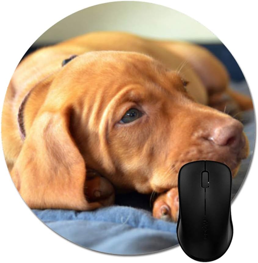 vizsla accessories