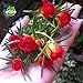 Brand New! 500 Mixed Color Moss-rose Purslane Double Flower Seeds for planting (Portulaca grandiflora), heat tolerant ,easy growing