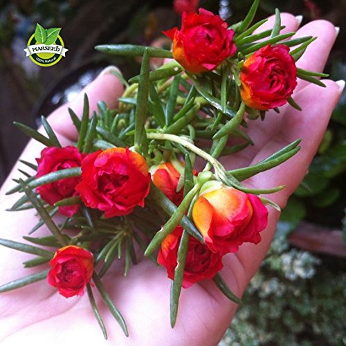 Brand New! 500 Mixed Color Moss-rose Purslane Double Flower Seeds for planting (Portulaca grandiflora), heat tolerant ,easy growing Brand New! 500 Mixed Color Moss-rose Purslane Double Flower Seeds for planting (Portulaca grandiflora), heat tolerant ,easy growing