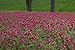 3000 CRIMSON CLOVER (Carnation, French, or Italian Clover) Trifolium Incarnatum Flower Seeds