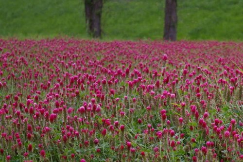 3000 CRIMSON CLOVER (Carnation, French, or Italian Clover) Trifolium Incarnatum Flower Seeds 3000 CRIMSON CLOVER (Carnation, French, or Italian Clover) Trifolium Incarnatum Flower Seeds