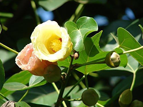 Thespesia populnea, Portia Tree, Hibiscus populneoides, 15 Seeds, BIO hu-öko-01