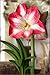 Amaryllis Monte Carlo - 30/32cm Bulb