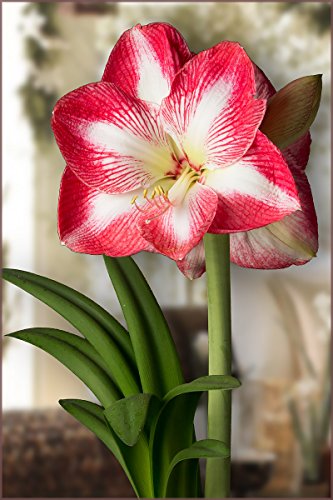 Amaryllis Monte Carlo - 30/32cm Bulb Amaryllis Monte Carlo - 30/32cm Bulb