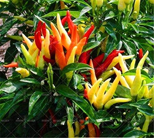 Pinkdose Bonsai 100 Piezas de pimientos picantes Mixtos 17 Tipos ...