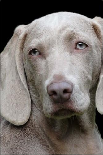 silver gray weimaraner