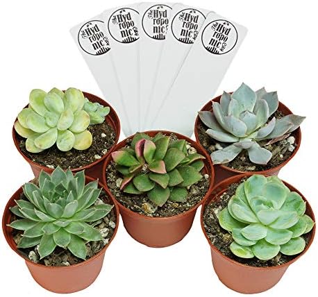 SucCuteLents 5 Pack - Real Live Unique Succulent Plants Fully Rooted in Soil with Planter Pots - Premium Potted House Plant Succulents Cactus Decor (Indoor)