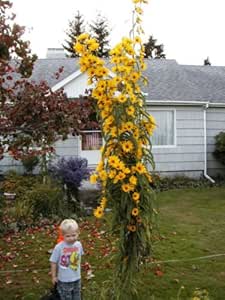 Girasol, Maximiliano, perenne, flor de Sun Amarillo 235 semillas! Groco