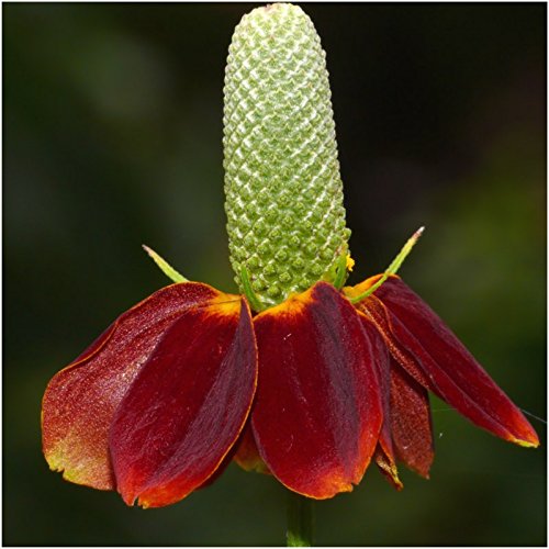 anthurium andreanum feuille marron Anthurium Chocolate Flowering Plant