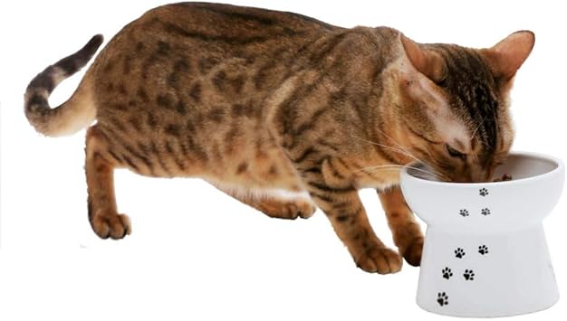 necoichi raised cat food bowl