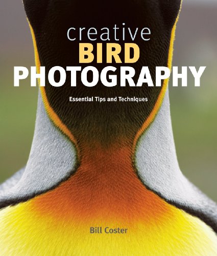 Creative Bird Photography: Essential Tips and Techniques Creative Bird Photography: Essential Tips and Techniques