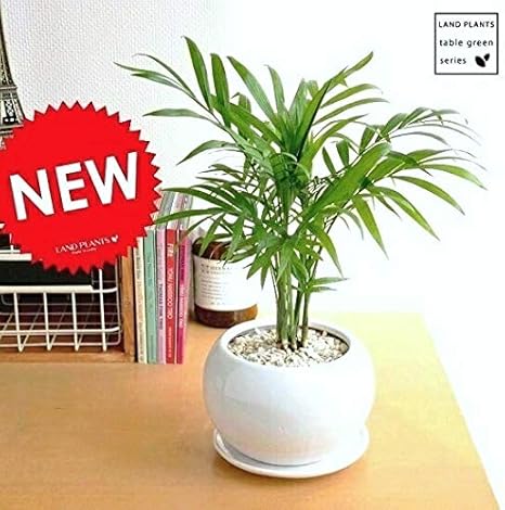 Amazon Land Plants 観葉植物 テーブルヤシ 白色丸型陶器に植えた 観葉植物 オンライン通販 Amazon Land Plants 観葉植物 テーブルヤシ 白色丸型陶器に植えた 観葉植物 オンライン通販