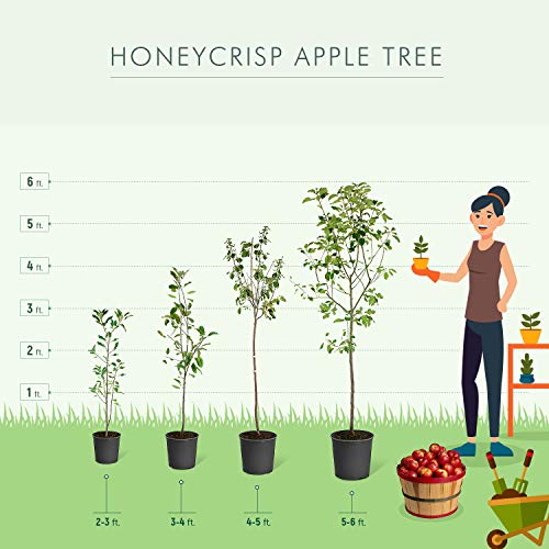 Brighter Blooms Honeycrisp Apple Tree Outdoor Fruit Plant, 34 Feet