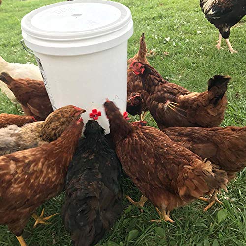 Backyard Barnyard 12 Pack-Poultry Water Nipple Automatic Horizontal Side Mount Clean Drinker for Chicken Duck Quail