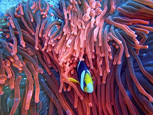 OKOUNOKO Jigsaws Puzzles 1000 Pieces For Adults Anemone Aquarium Aquatic Wooden Assembling Decoration For The Home Toy Game Great Educational Gift For Kids