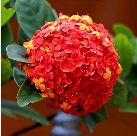 Amazon 50個 袋赤い紫陽花混合されたアジサイフラワーアウトドアチャイナアジサイ盆栽ホーム Amp 庭 1 アートフレーム ポスター オンライン通販