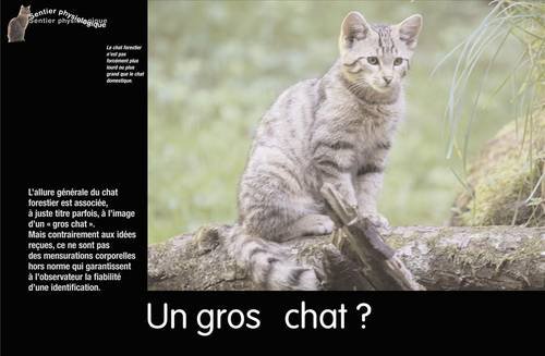 Le Chat Forestier Raydelet Patrice Amazon Com Books