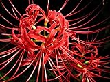Red Spider Magic Lily 2 Bulbs - Lycoris radiata - 10/+ cm Bulbs