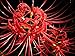 Red Spider Magic Lily 2 Bulbs - Lycoris radiata - 10/+ cm Bulbs