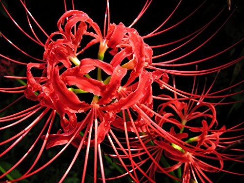 Red Spider Magic Lily 2 Bulbs - Lycoris radiata - 10/+ cm Bulbs Red Spider Magic Lily 2 Bulbs - Lycoris radiata - 10/+ cm Bulbs