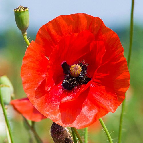 2 Package+Butterfly+Wildflower+Seed+Needs