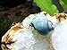 1 Blue Mystery Snail (Pomacea bridgesii) (young adult 1/2 to 2+ inch) - Algae Eating Live Snail by Aquatic Arts