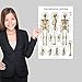 Palace Learning Skeletal System and Ligaments of the Joints Anatomical Poster Set - Laminated 2 Chart Set - Skeleton and Ligaments Anatomy - 18 x 24