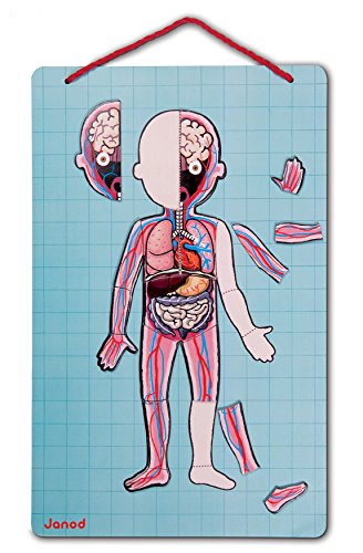 Janod Bodymagnet Educational Human Body Game - Anatomy, Organs, Skeleton, Muscles - 76 Magnetic Pieces - From 7 Years… – Bild 5