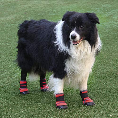 support boots for dogs